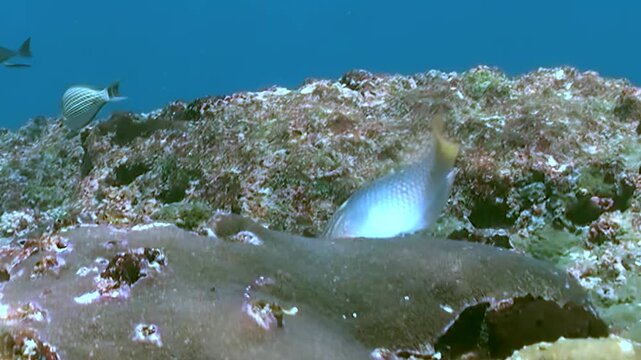 Graceful Moorish Idol swims past a rich coral reef. Diverse reef fish dart and shimmer near ancient, vibrant underwater structures. A serene moment captured in clear ocean depths during the day.