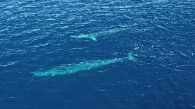 Graceful blue whales migrate peacefully across the vast, sun-dappled Pacific, moving through the quiet wilderness of the deep blue sea.