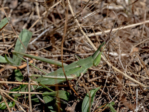 A green Acrida ungarica grasshopper camouflaged among dry grass and wild vegetation in a natural field.