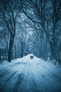 Winterwald Details, Schnee, Wald im Winter