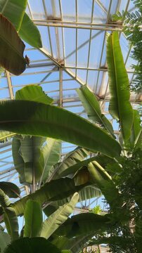 Many tall giant banana trees growing in greenhouse of Berlin Botanical garden low angle panoramic view. Famous green touristic place on Germany map, collection and preservation of plants