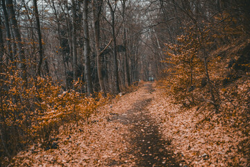 Fototapeta premium Herbstwald, Wald, Waldweg, Herbst, Wurzeln