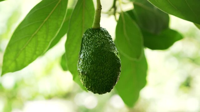 Fresh green Persea americana (avocado) fruit ripening on a tree branch among glossy leaves close up