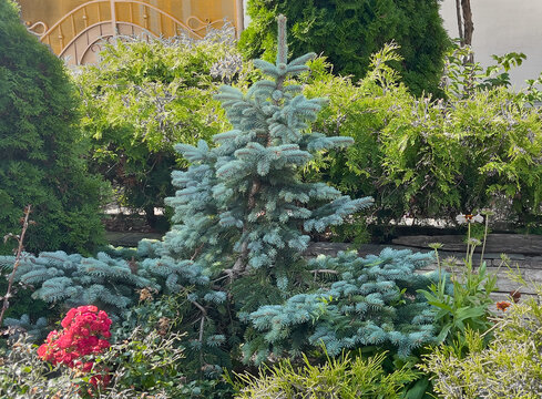 Blue spruce or Picea pungens