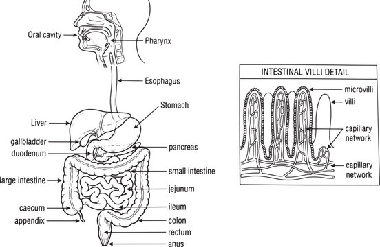 Human digestive system diagram with intestinal villi detail, medical anatomy vector, labeled gastrointestinal tract