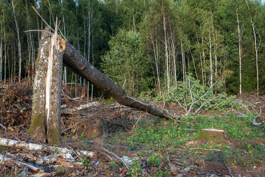 Broken tree trunk left hanging after forest clearing with logging debris and cut stumps