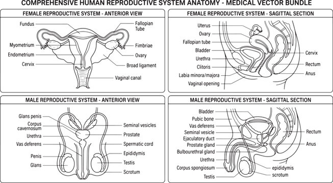Medical reproductive system anatomy vector bundle. Female and male reproductive organs. Anterior and sagittal view diagrams.