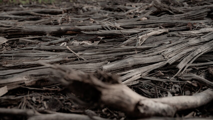 Close-up of dry woody debris and splintered branches left on the ground after forest clearing © Edijs