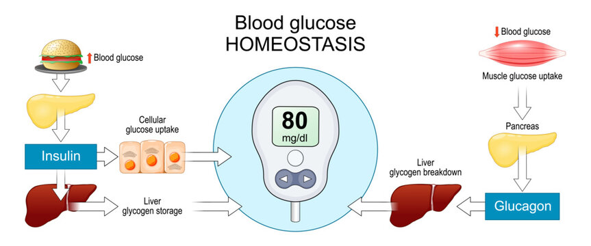 Blood glucose homeostasis. Regulation of blood sugar. Insulin and glucagon balance