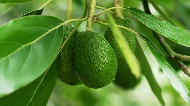 Close-up of Persea americana tree with immature green avocado fruits growing on a branch among lush foliage