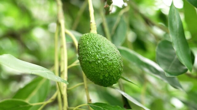 Persea americana plant with a single developing green avocado hanging from a branch amid lush foliage. Young fruit with pebbled skin and water droplets