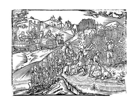 16th century woodcut with work in the vineyard and grape harvesting and fruit processing in the background including squeezing juice and filling barrels
