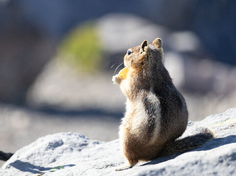 Golden-Mantled Ground Squirrel Feeding Along Skyline Trail