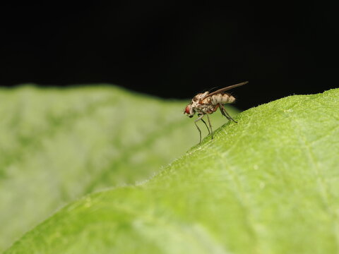 Moscas comunes (Muscidae) posada sobre una hoja verde en la naturaleza, capturando el detalle de sus ojos rojos y alas transparentes en un entorno natural.