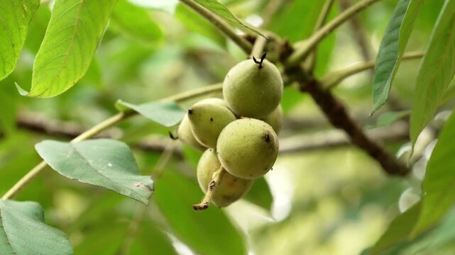 Close up of green raw Juglans nigra walnuts growing on a tree branch in a summer orchard