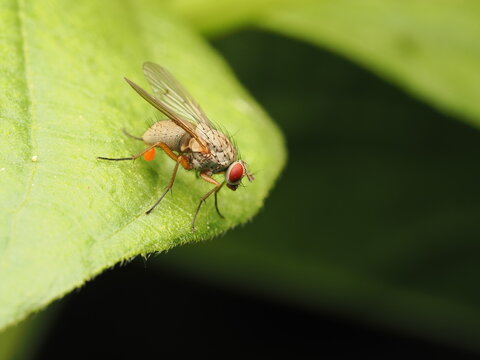 Moscas comunes (Muscidae) posada sobre una hoja verde en la naturaleza, capturando el detalle de sus ojos rojos y alas transparentes en un entorno natural.