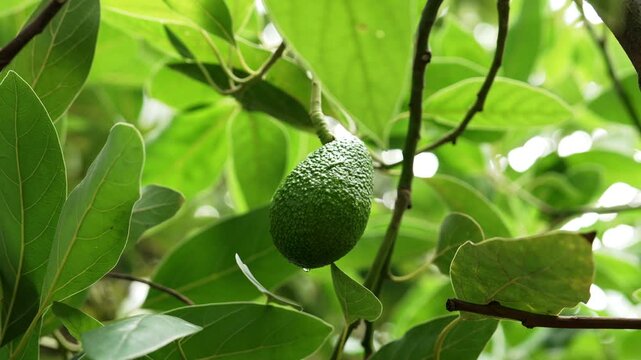 Single avocado on a twig of Persea americana tree. Developing green fruit in agricultural plantation