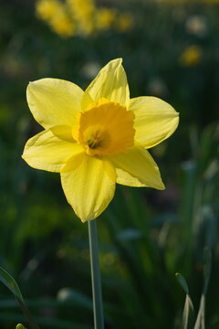 single yellow daffodil flower. spring nature background