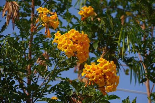 Yellow bell tree vine flowers, at springtime