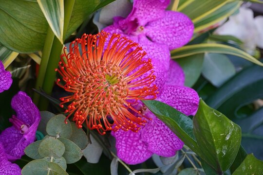 Pincushion and orchid flowers in a florist shop in Athens, Greece