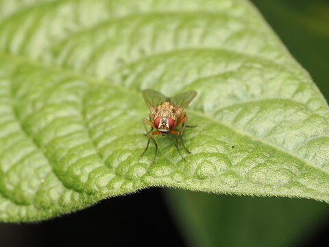 Mosca com&uacute;n de los frutos (Drosophila) con llamativos ojos rojos posada sobre una hoja verde. Excelente imagen de naturaleza, entomolog&iacute;a y biodiversidad para proyectos educativos o cient&iacute;ficos.