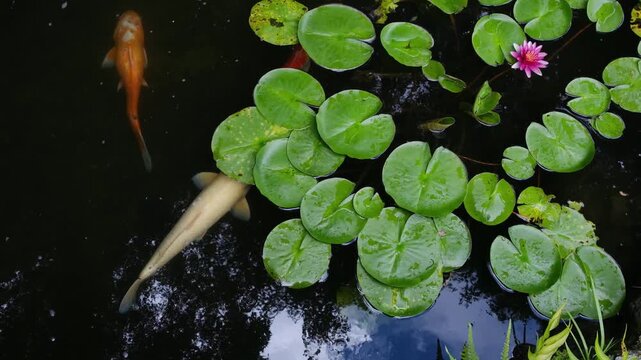 Koi Fish Swimming Among Water Lily Leaves in Japan