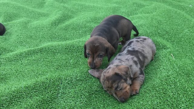Two dachshund puppies interact on a vibrant green artificial grass surface while resting