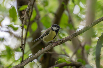 A great tit with a black head and yellow breast perches close on a diagonal branch, looking downward amid soft green foliage. © Jakob