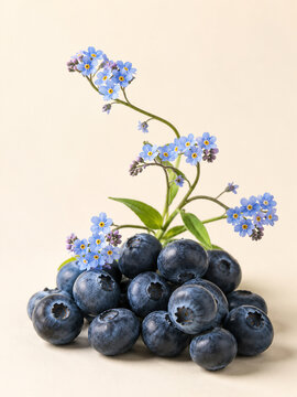 Fresh Blueberries with Delicate Blue Forget Me Not Flowers in Botanical Still Life