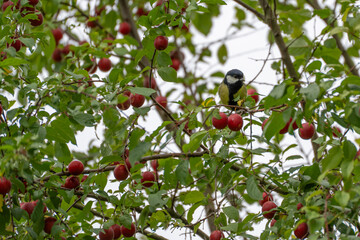 A small great tit perches on a central branch while ripe red fruit clusters frame the scene on either side. © Jakob