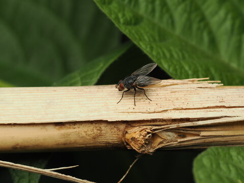 Mosc&oacute;n velludo de la familia Tachinidae sobre madera. Imagen detallada de sus ojos rojos, setas prominentes y alas transparentes en un entorno natural con cielo de fondo.