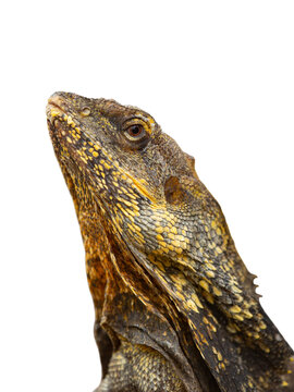 Close up portrait of a frilled lizard on white background