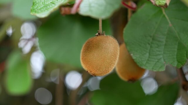 Single brown Actinidia deliciosa kiwi fruit dangling from a vine branch with large green leaves in plantation