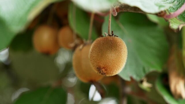 Growing Actinidia deliciosa or Chinese gooseberry kiwi fruits with fuzzy skin in farm plantation