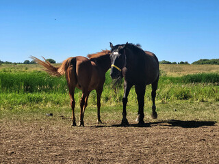 horse and foal © Evgenii Ryzhenkov