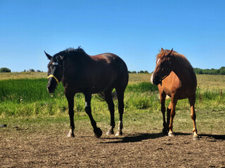 horses in the field © Evgenii Ryzhenkov