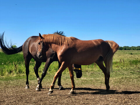 mare and foal