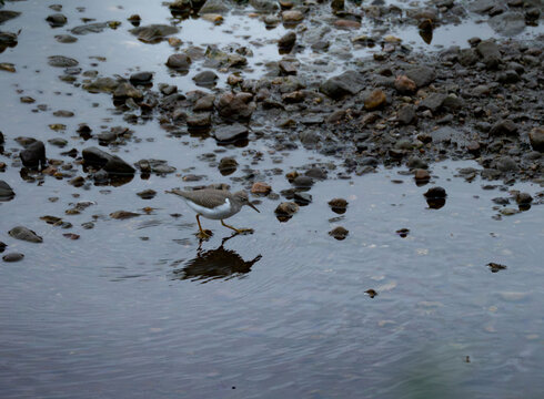 a spotter sandpiper foraging