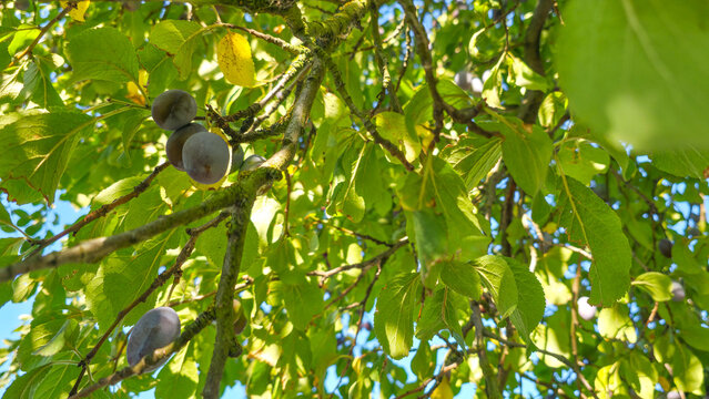 Ripening plums on tree branch against rural summer countryside at golden sunset light