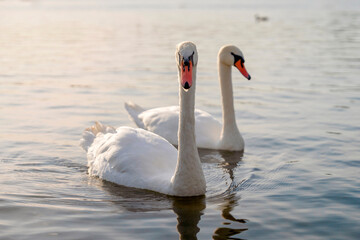 Obraz premium Swans swim together in a calm lake during late afternoon light