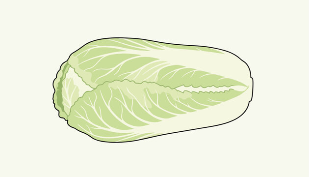 Fresh organic napa cabbage is presented in a clean flat vector illustration style over a solid light background.