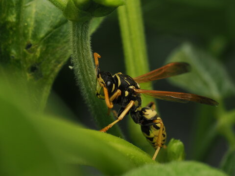 Avispa papelera (Polistes) posada sobre el tallo de una planta verde. Detalle sorprendente de la naturaleza y fauna silvestre en su h&aacute;bitat natural, ideal para proyectos cient&iacute;ficos y ambientales.