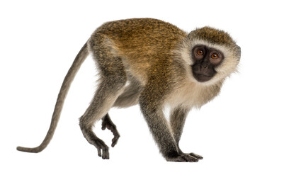 Small vervet monkey with light brown fur and dark face, isolated on transparent background © Claudia