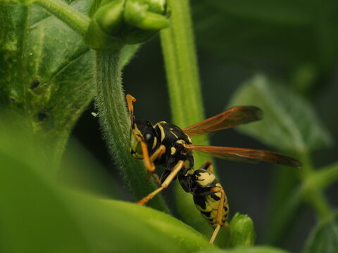Avispa papelera (Polistes) posada sobre el tallo de una planta verde. Detalle sorprendente de la naturaleza y fauna silvestre en su h&aacute;bitat natural, ideal para proyectos cient&iacute;ficos y ambientales.