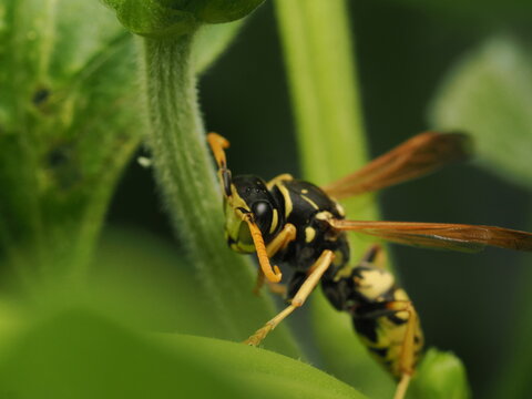 Avispa papelera (Polistes) posada sobre el tallo de una planta verde. Detalle sorprendente de la naturaleza y fauna silvestre en su h&aacute;bitat natural, ideal para proyectos cient&iacute;ficos y ambientales.