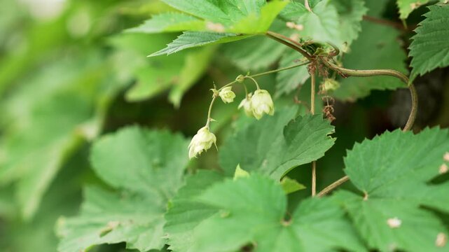 Delicate young green hop cone of Humulus lupulus developing on a climbing vine among serrated leaves