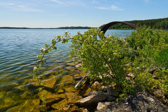 Gro&szlig;er Brombachsee mit bl&uuml;hendem Wildrosenbogen, Fr&auml;nkisches Seenland, Bayern, Deutschland