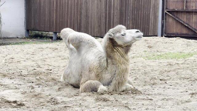 a two-humped camel lies on the ground and chews the cud