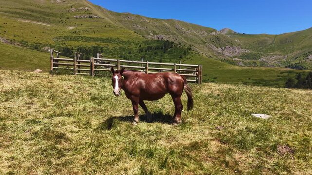 A chestnut brown horse grazes on a green alpine meadow in Andorra, with a wooden fence, lush mountain slopes and clear blue sky in the background