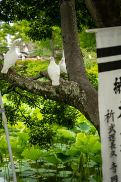 white doves in a tree in japan